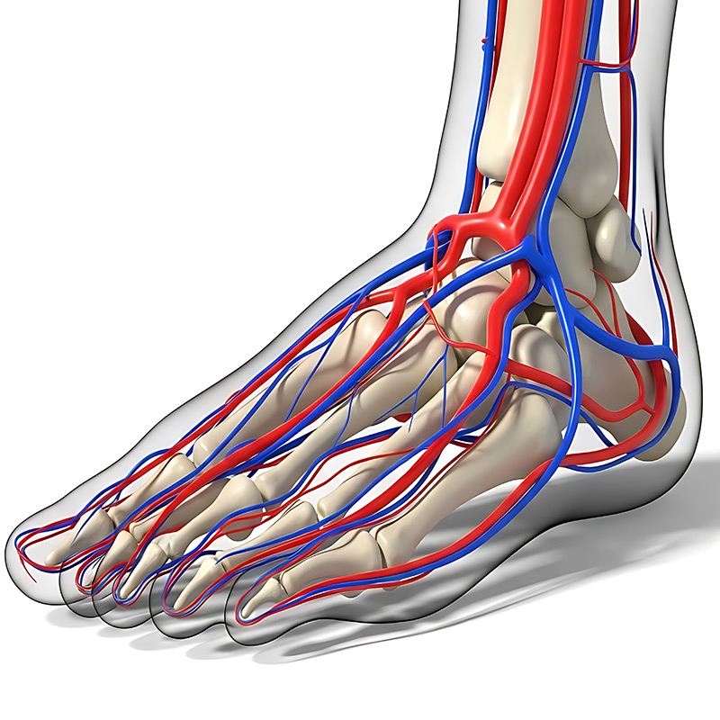 Vascular Assessment